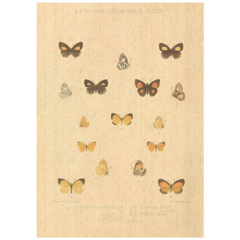 Flax Art Poster | Encyclopedia Butterfly C | FWP-AP-EN2C